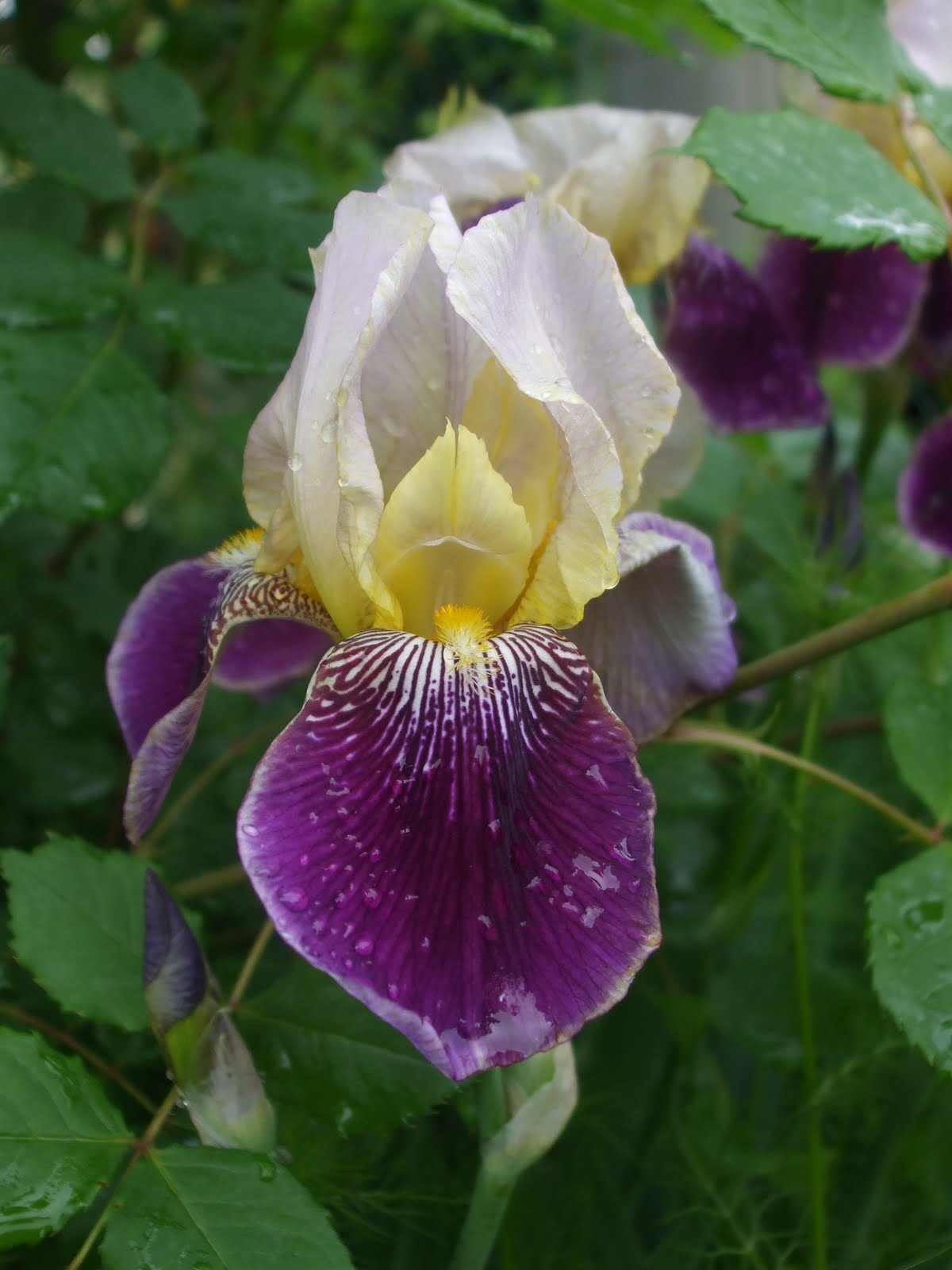 Iris germanica 'Salonique'